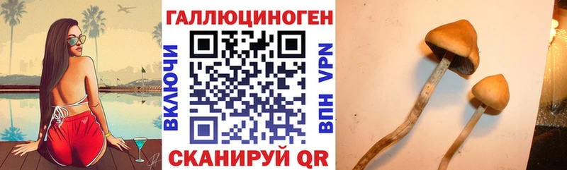 закладки  MEGA зеркало  Псилоцибиновые грибы Magic Shrooms  Новоузенск 